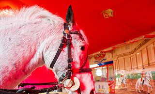 Tierschützer wollen Ponykarussells abschaffen. - Symbolfoto/picture alliance Tierschützer wollen Ponykarussells abschaffen. - Symbolfoto/picture alliance