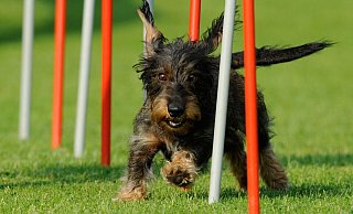 Ein Rauhaardackel beim Training. - picture-alliance/ dpa (Symbolbild) Ein Rauhaardackel beim Training. - picture-alliance/ dpa (Symbolbild)