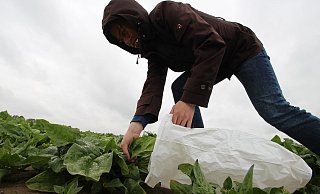 Diebstahl direkt vom Feld - hier in einer nachgestellten Szene. - Jens Rademacher Diebstahl direkt vom Feld - hier in einer nachgestellten Szene. - Jens Rademacher