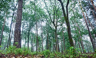 Die Polizei suchte den Tatverdächtigen mit größeren Einsatzkräften. Wenig später wurde er in einem Waldstück bei Bethel tatsächtlich aufgegriffen. - Sarah Jonek Die Polizei suchte den Tatverdächtigen mit größeren Einsatzkräften. Wenig später wurde er in einem Waldstück bei Bethel tatsächtlich aufgegriffen. - Sarah Jonek