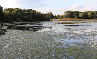 "Schwimmschlamm": Ein grüner Algenteppich breitet sich auf dem Padersee aus. - Moritz Jülich "Schwimmschlamm": Ein grüner Algenteppich breitet sich auf dem Padersee aus. - Moritz Jülich