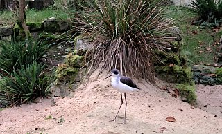 Die grazilen Vögel sind in der neuen Voliere im Bielefelder Tierpark Olderdissen zuhause. - Stadt Bielefeld/Umweltbetrieb. Die grazilen Vögel sind in der neuen Voliere im Bielefelder Tierpark Olderdissen zuhause. - Stadt Bielefeld/Umweltbetrieb.