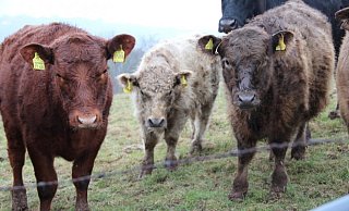 Immer wieder büxen Jungbullen mal aus und suchen den Weg in die weite Welt. - (Symbolbild) Gisela Schwarze Immer wieder büxen Jungbullen mal aus und suchen den Weg in die weite Welt. - (Symbolbild) Gisela Schwarze
