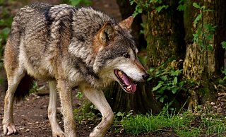 Dass ein Wolf zugebissen hat, kann derzeit noch nicht ausgeschlossen werden. - Symbolfoto/ Pixabay Dass ein Wolf zugebissen hat, kann derzeit noch nicht ausgeschlossen werden. - Symbolfoto/ Pixabay