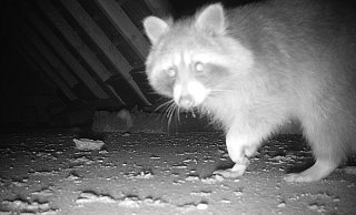 Unliebsamer Untermieter: Immer wieder ärgerte ein Waschbär ein Ehepaar aus dem Kreis Gütersloh. - Hilke Engel-Majer Unliebsamer Untermieter: Immer wieder ärgerte ein Waschbär ein Ehepaar aus dem Kreis Gütersloh. - Hilke Engel-Majer