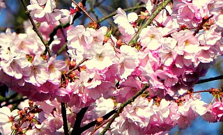 Bonnie Borgstedt hat diese Blüten fotografiert. - Bonnie Borgstedt Bonnie Borgstedt hat diese Blüten fotografiert. - Bonnie Borgstedt
