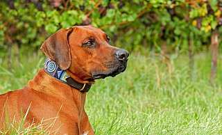 Ein Ridgeback ist gestorben - der Hundebesitzer vermutet eine Vergiftung mit Schneckenkorn. - Symbolbild: Pixabay Ein Ridgeback ist gestorben - der Hundebesitzer vermutet eine Vergiftung mit Schneckenkorn. - Symbolbild: Pixabay