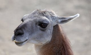 Ohne Test, aber mit Termin geht es ab Freitag, 21. Mai, in den Tierpark Herford. - Frank-Michael Kiel-Steinkamp Ohne Test, aber mit Termin geht es ab Freitag, 21. Mai, in den Tierpark Herford. - Frank-Michael Kiel-Steinkamp