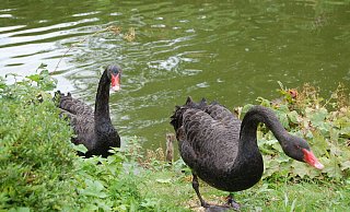 Nur noch Trauerschwan "Paul" (li.) wohnt derzeit im Kurpark. Ganz alleine. - Sandra Spieker Nur noch Trauerschwan "Paul" (li.) wohnt derzeit im Kurpark. Ganz alleine. - Sandra Spieker