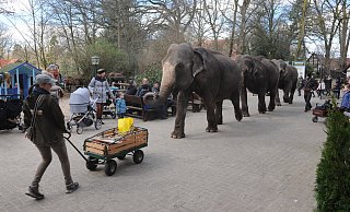Der Elefantenwalk ist eine Attraktion: Täglich um 13 Uhr spazieren die Dickhäuter Baby, Mala und Yumba über die Straße in den anderen Teil des Tierparks. - Joern Spreen-Ledebur Der Elefantenwalk ist eine Attraktion: Täglich um 13 Uhr spazieren die Dickhäuter Baby, Mala und Yumba über die Straße in den anderen Teil des Tierparks. - Joern Spreen-Ledebur