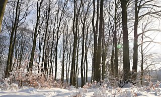 Der Wind hat den Schnee aus den Bäumen gepustet - Karin Prignitz Der Wind hat den Schnee aus den Bäumen gepustet - Karin Prignitz