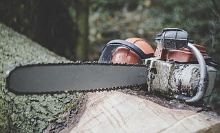 Wegen der Trockenheit müssen jetzt Bäume gefällt werden. - Pixabay Wegen der Trockenheit müssen jetzt Bäume gefällt werden. - Pixabay