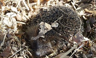 Für den Europäischen Braunbrust-Igel ist die Hecke sein Hauptwohnort. - Karl Heinz Niehus Für den Europäischen Braunbrust-Igel ist die Hecke sein Hauptwohnort. - Karl Heinz Niehus