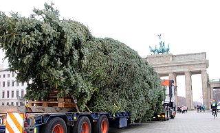 Der Transporter mit dem Weihnachtsbaum vor dem Brandenburger Tor. - Universal Transport Der Transporter mit dem Weihnachtsbaum vor dem Brandenburger Tor. - Universal Transport