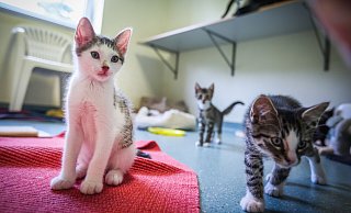 Zahlreiche Kitten bevölkern derzeit das Katzenhaus. Sie sind süß anzuschauen, aber sie brauchen auch viel Zuwendung. Und das kostet Zeit. - Sarah Jonek Zahlreiche Kitten bevölkern derzeit das Katzenhaus. Sie sind süß anzuschauen, aber sie brauchen auch viel Zuwendung. Und das kostet Zeit. - Sarah Jonek