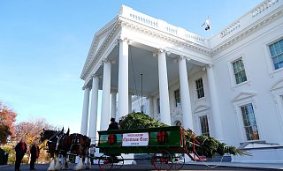 Der diesjährige Weihnachtsbaum stammt aus North Carolina. - Susan Walsh/AP Der diesjährige Weihnachtsbaum stammt aus North Carolina. - Susan Walsh/AP