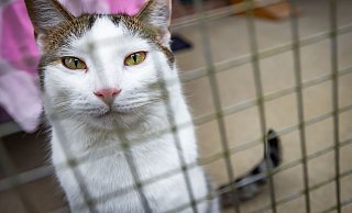 Der Fundtiervertrag mit der Stadt Bielefeld ist verlängert worden, damit weiterhin ausgesetzte oder abgegebene Tiere eine Zuflucht haben. - Sarah Jonek Der Fundtiervertrag mit der Stadt Bielefeld ist verlängert worden, damit weiterhin ausgesetzte oder abgegebene Tiere eine Zuflucht haben. - Sarah Jonek