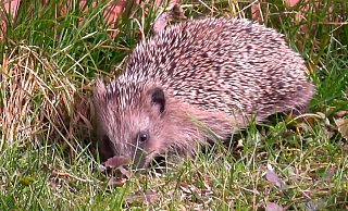 Igel - privat Igel - privat