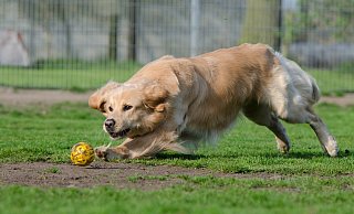 Spiel und Spaß sollen Hunde demnächst in Borchen auf einer neuen Auslaufwiese erleben. - Pixabay Spiel und Spaß sollen Hunde demnächst in Borchen auf einer neuen Auslaufwiese erleben. - Pixabay
