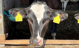 Die Landwirte im Kreis Höxter sind wegen des Maul-und-Klauenseuchen-Ausbruchs in Brandenburg besorgt um Rinder, Schafe, Ziege und Schweine. Auch Zoo- und Wildtiere können erkranken. - WLV Die Landwirte im Kreis Höxter sind wegen des Maul-und-Klauenseuchen-Ausbruchs in Brandenburg besorgt um Rinder, Schafe, Ziege und Schweine. Auch Zoo- und Wildtiere können erkranken. - WLV