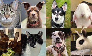 Hunde, Katzen und Kaninchen suchen ihr neues Glück. (v.l. oben) Katze "Elli", Affenpinscher-Mix "Dallas", Husky-Schäferhund-Mix "Müsli", Widder "Olaf", Castor-Rex-Kaninchen Ginnyund Draco (v.l. unten), Katze "Tanana", Dalmatiner-Dogge Konfetti und Zwergkaninchen "Holly". - Tierschutzverein Bielefeld Hunde, Katzen und Kaninchen suchen ihr neues Glück. (v.l. oben) Katze "Elli", Affenpinscher-Mix "Dallas", Husky-Schäferhund-Mix "Müsli", Widder "Olaf", Castor-Rex-Kaninchen Ginnyund Draco (v.l. unten), Katze "Tanana", Dalmatiner-Dogge Konfetti und Zwergkaninchen "Holly". - Tierschutzverein Bielefeld