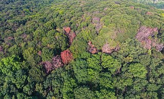Kranker Wald: Die Schäden sind häufig in Hanglagen und auf Kuppen zu sehen. Die Bäume trocknen aus und sterben. - AFP Kranker Wald: Die Schäden sind häufig in Hanglagen und auf Kuppen zu sehen. Die Bäume trocknen aus und sterben. - AFP