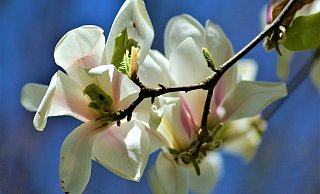 Wunderschön blühende Magnolien sollen die kranken Kirchbäume ersetzen. - Pixabay/Symbolbild Wunderschön blühende Magnolien sollen die kranken Kirchbäume ersetzen. - Pixabay/Symbolbild