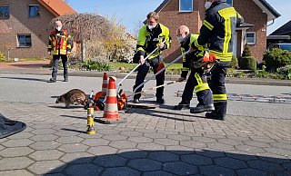 Augenscheinlich gesund konnte der Waschbär befreit werden. - Feuerwehr Augenscheinlich gesund konnte der Waschbär befreit werden. - Feuerwehr