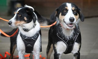 Mutter Prinzessa (2) und Tochter Kira (1) sind eine Mischung aus Podenco und Border Collie. Die beiden sind zwei echte Powerhunde, die sehr aneinander hängen. - Andreas Frücht Mutter Prinzessa (2) und Tochter Kira (1) sind eine Mischung aus Podenco und Border Collie. Die beiden sind zwei echte Powerhunde, die sehr aneinander hängen. - Andreas Frücht