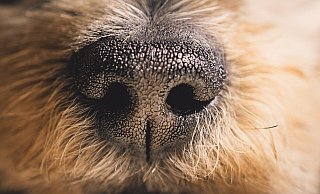 44 Hunde, zehn Katzen, sechs Ziegen, sieben Schweine, fünf Gänse und vier Laufenten wurden aus schlechter Haltung gerettet. - Symbolbild: Pixabay 44 Hunde, zehn Katzen, sechs Ziegen, sieben Schweine, fünf Gänse und vier Laufenten wurden aus schlechter Haltung gerettet. - Symbolbild: Pixabay