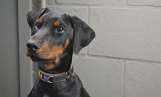 Der Dobermann eines Minden-Lübbeckers musste nach einem Spaziergang in die Tierklinik. - Symbolfoto: Pixabay Der Dobermann eines Minden-Lübbeckers musste nach einem Spaziergang in die Tierklinik. - Symbolfoto: Pixabay