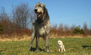 Ohne Leine: Die Freie Bürger Initiative (FBI) Höxter setzt sich weiter für eine Hundewiese in Höxter ein. - Symbolbild: Pixabay Ohne Leine: Die Freie Bürger Initiative (FBI) Höxter setzt sich weiter für eine Hundewiese in Höxter ein. - Symbolbild: Pixabay