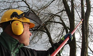 Baumpfleger Paul Sorby setzt die Teleskopsäge zeilgenau ein. - David Schellenberg Baumpfleger Paul Sorby setzt die Teleskopsäge zeilgenau ein. - David Schellenberg