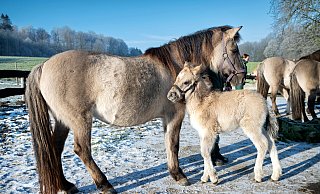 Mama ist die Beste: Monty kuschelt sich im Tarpangehege des Bielefelder Tierparks Olderdissen an seine Mutter Jolita. Kalt ist ihm dank seines kuschligen Winterfells nicht. - Barbara Franke Mama ist die Beste: Monty kuschelt sich im Tarpangehege des Bielefelder Tierparks Olderdissen an seine Mutter Jolita. Kalt ist ihm dank seines kuschligen Winterfells nicht. - Barbara Franke