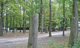Einige Bäume müssen bei der Sanierung des Parkplatzes weichen. - Ludger Osterkamp Einige Bäume müssen bei der Sanierung des Parkplatzes weichen. - Ludger Osterkamp