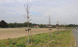 An der B611 zwischen Löhne und Vlotho-Exter sind einige der 650 Bäume vetrocknet. - Susanne Barth An der B611 zwischen Löhne und Vlotho-Exter sind einige der 650 Bäume vetrocknet. - Susanne Barth