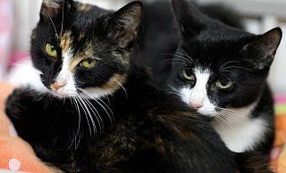 Auch diese Katzen hoffen im Gütersloher Tierheim auf ein neues Zuhause. - Andreas Frücht Auch diese Katzen hoffen im Gütersloher Tierheim auf ein neues Zuhause. - Andreas Frücht