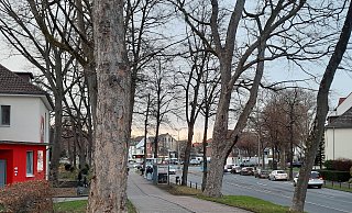 Auf dem Gierswall wird die Kettensäge an einem abgestorbener Ahornbaum angesetzt werden müssen. - Marc Schröder Auf dem Gierswall wird die Kettensäge an einem abgestorbener Ahornbaum angesetzt werden müssen. - Marc Schröder