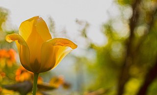 Ab Montag gibt es dann laut DWD-Prognose reichlich Sonnenschein. - Symbolfoto: Pixabay/ Joachim Mayr Ab Montag gibt es dann laut DWD-Prognose reichlich Sonnenschein. - Symbolfoto: Pixabay/ Joachim Mayr