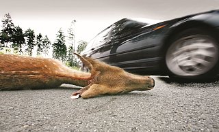 Seitdem wieder ständig Autos über den Teutoburger Wald-Kamm fahren, kommt es zu vielen Unfällen und gefährlichen Situationen. - NW Seitdem wieder ständig Autos über den Teutoburger Wald-Kamm fahren, kommt es zu vielen Unfällen und gefährlichen Situationen. - NW