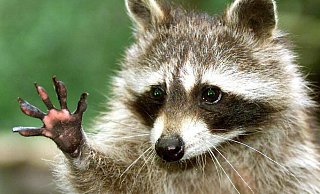 Sie sehen niedlich aus, sorgen aber für erhebliche Schäden an Häusern: Waschbären. Auch in Bünde gibt es immer mehr Tiere. - Symbolfoto: dpa Sie sehen niedlich aus, sorgen aber für erhebliche Schäden an Häusern: Waschbären. Auch in Bünde gibt es immer mehr Tiere. - Symbolfoto: dpa