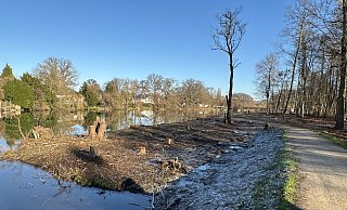 Die Bäume sind weg, das Werreufer ist frei für den großen Flussumbau. - Jörg Stuke Die Bäume sind weg, das Werreufer ist frei für den großen Flussumbau. - Jörg Stuke