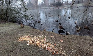 Es war ein widerwärtiger Anblick in der Winterlandschaft am Wochenende: Am Baderbachteich in Stieghorst haben Unbekannte einen ganzen Müllsack mit alten Brötchen, Fleischresten, Knochen, Gemüse und Nudeln entleert. Von Tierliebe kann hier keine Rede sein. - Felix Brenneke Es war ein widerwärtiger Anblick in der Winterlandschaft am Wochenende: Am Baderbachteich in Stieghorst haben Unbekannte einen ganzen Müllsack mit alten Brötchen, Fleischresten, Knochen, Gemüse und Nudeln entleert. Von Tierliebe kann hier keine Rede sein. - Felix Brenneke