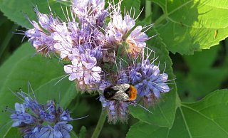 Viele Blühstreifen gibt es im Kreis Höxter: Die Nektar- und pollenreichen Blüten werden von Bienen und Co. besucht. - WLV Viele Blühstreifen gibt es im Kreis Höxter: Die Nektar- und pollenreichen Blüten werden von Bienen und Co. besucht. - WLV