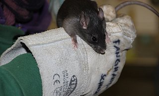 Im Vergelich zu Wander- oder Kanalratten haben Hausratten größere Ohren, einen etwas spitzeren Kopf und längeren Schwanz und dunkleres, eher anthrazitfarbenes Fell. - Ivonne Michel Im Vergelich zu Wander- oder Kanalratten haben Hausratten größere Ohren, einen etwas spitzeren Kopf und längeren Schwanz und dunkleres, eher anthrazitfarbenes Fell. - Ivonne Michel