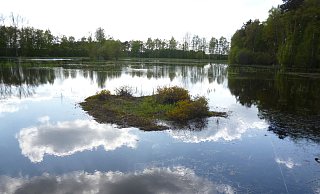 Idylle: Auf einer kleinen Insel im Schnakenpohl wächst englischer Ginster. Diese Pflanze steht auf der "roten Liste". Wolken spiegeln sich auf der glatten Wasseroberfläche. - Winrich Dodenhöft Idylle: Auf einer kleinen Insel im Schnakenpohl wächst englischer Ginster. Diese Pflanze steht auf der "roten Liste". Wolken spiegeln sich auf der glatten Wasseroberfläche. - Winrich Dodenhöft