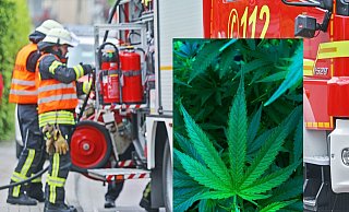 Als Feuerwehrleute auf der Suche nach einem Gasleck die Wohnung des 36-Jährigen durchsuchten, stießen sie auf eine beträchtliche Hanfpflanze. - Symbolfotos: Sarah Jonek/Pixabay Als Feuerwehrleute auf der Suche nach einem Gasleck die Wohnung des 36-Jährigen durchsuchten, stießen sie auf eine beträchtliche Hanfpflanze. - Symbolfotos: Sarah Jonek/Pixabay