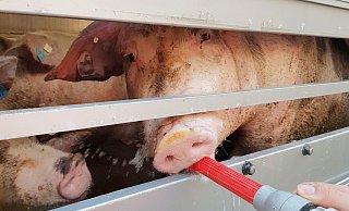 Das Foto der Polizei zeigt Schweine in einem Tiertransport, die von der Feuerwehr mit Wasser versorgt werden. - Polizei Dortmund Das Foto der Polizei zeigt Schweine in einem Tiertransport, die von der Feuerwehr mit Wasser versorgt werden. - Polizei Dortmund