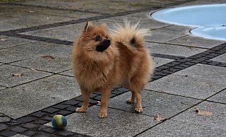 Diese dreijährige Zwergspitz-Dame wurde in der Nacht zu Donnerstag von drei freilaufenden Hunden schwer verletzt. - privat Diese dreijährige Zwergspitz-Dame wurde in der Nacht zu Donnerstag von drei freilaufenden Hunden schwer verletzt. - privat