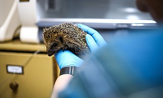 Die kleine Hanna ist ein Jungtier aus dem vergangenen Jahr. Liebevoll wird die kleine Igelin aktuell von den Ehrenamtlern der Igelhilfe OWL-Herford aufgepäppelt. - Daniel Salmon Die kleine Hanna ist ein Jungtier aus dem vergangenen Jahr. Liebevoll wird die kleine Igelin aktuell von den Ehrenamtlern der Igelhilfe OWL-Herford aufgepäppelt. - Daniel Salmon